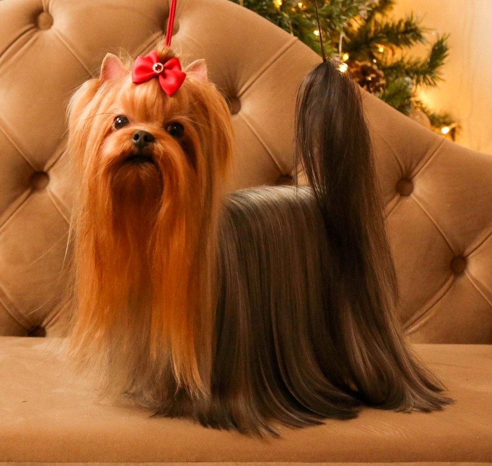 BONMARI VIZAR UNIYA MY DREAM &mdash; Labaza DogPedigree YorkshireTerrier